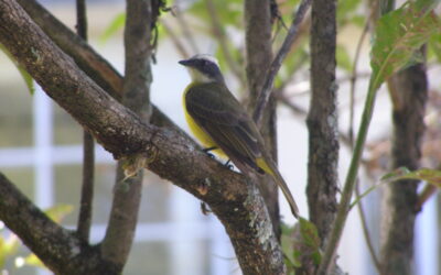 Eintauchen in die Vogelwelt