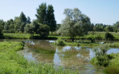 Meisen in der Reinacher Heide