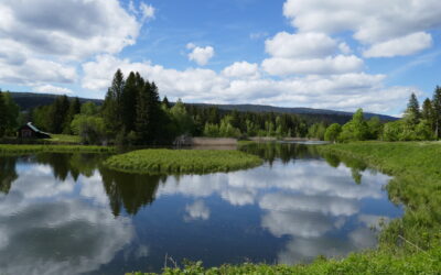 Sperlingskäuze im Vallée de Joux