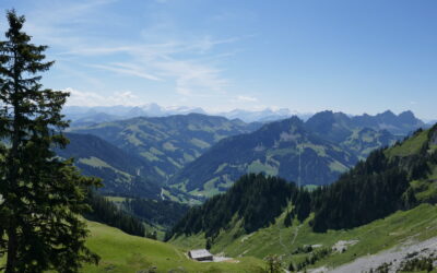 Gänsegeier in den Freiburger Voralpen