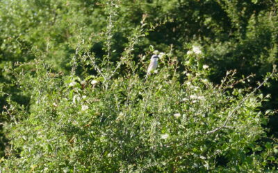 Eine Neuntöter Familie im Schwarzwald